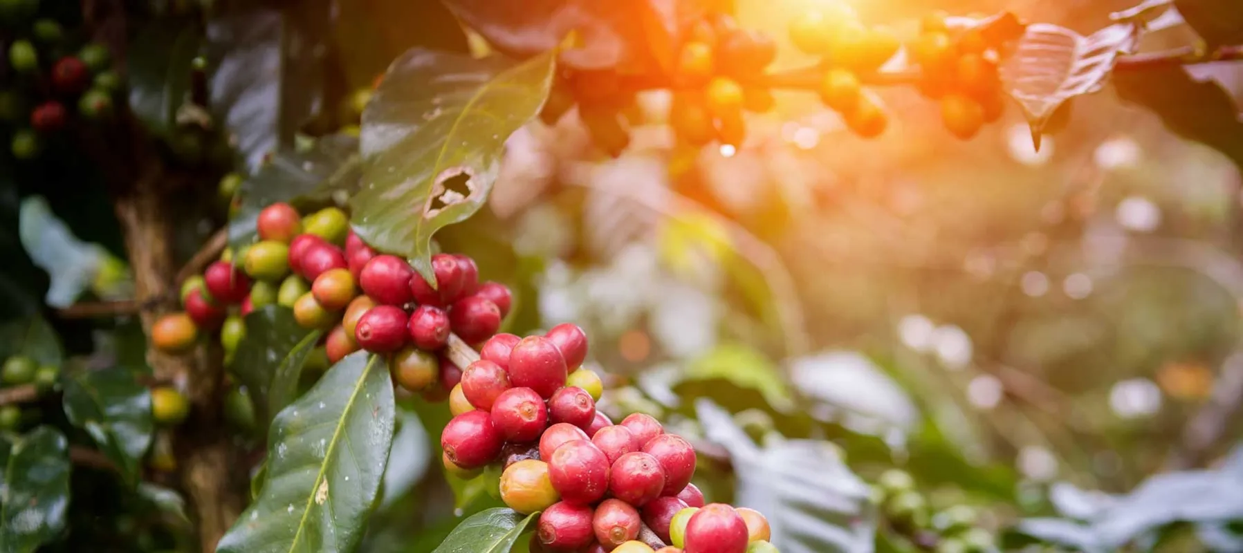 Begudes calentes header